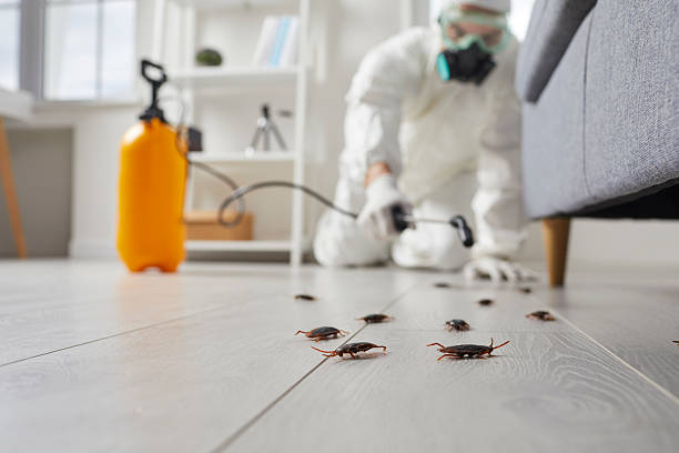 Post-Treatment Bed Bug Interceptor Monitoring in Benson